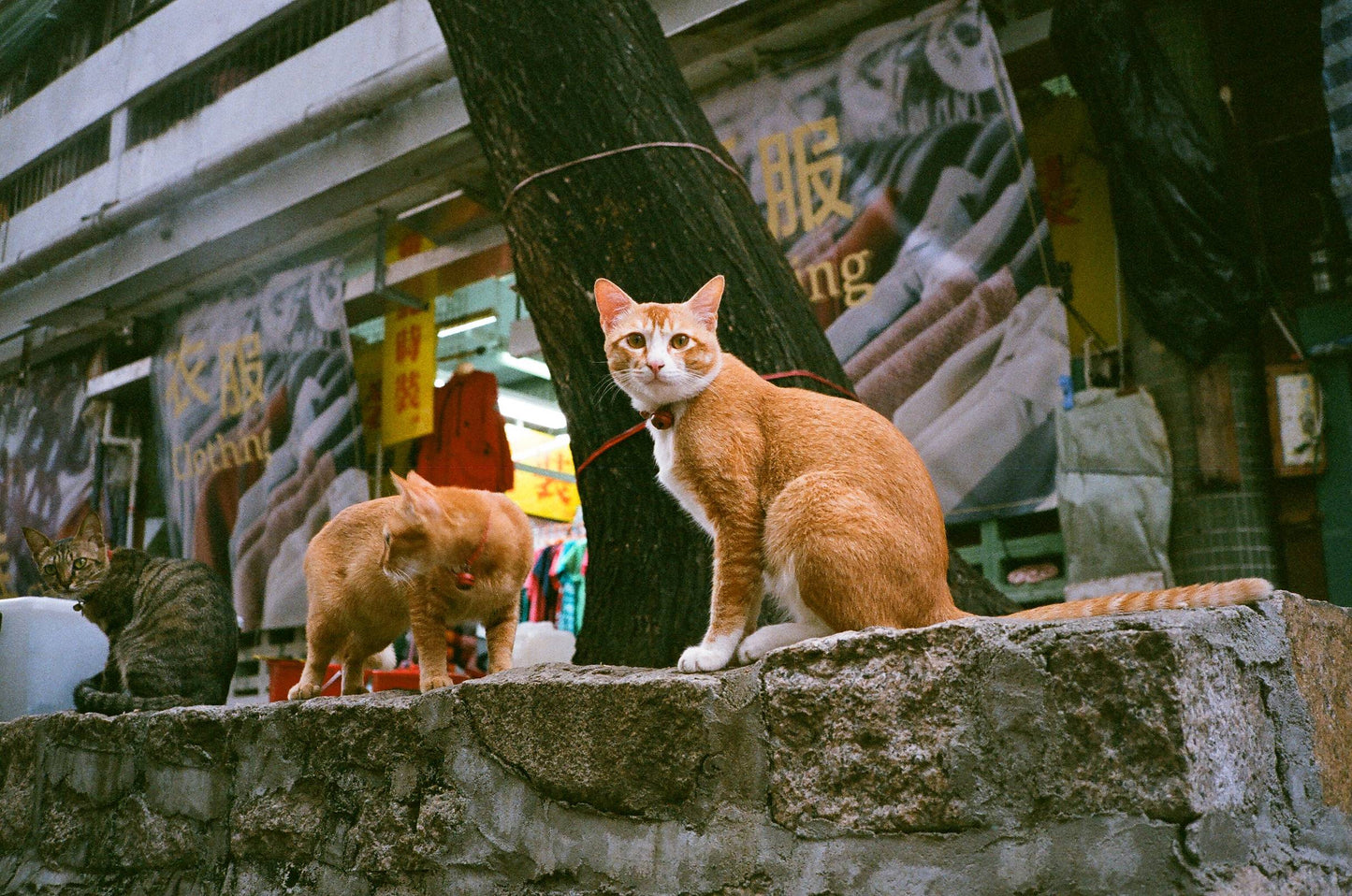 Fujifilm X-TRA 400 36exp 35mm Color Film