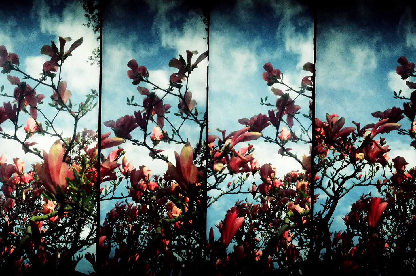 Fujifilm PROVIA 1600 120 Color Reversal Expired Film (1999/07)