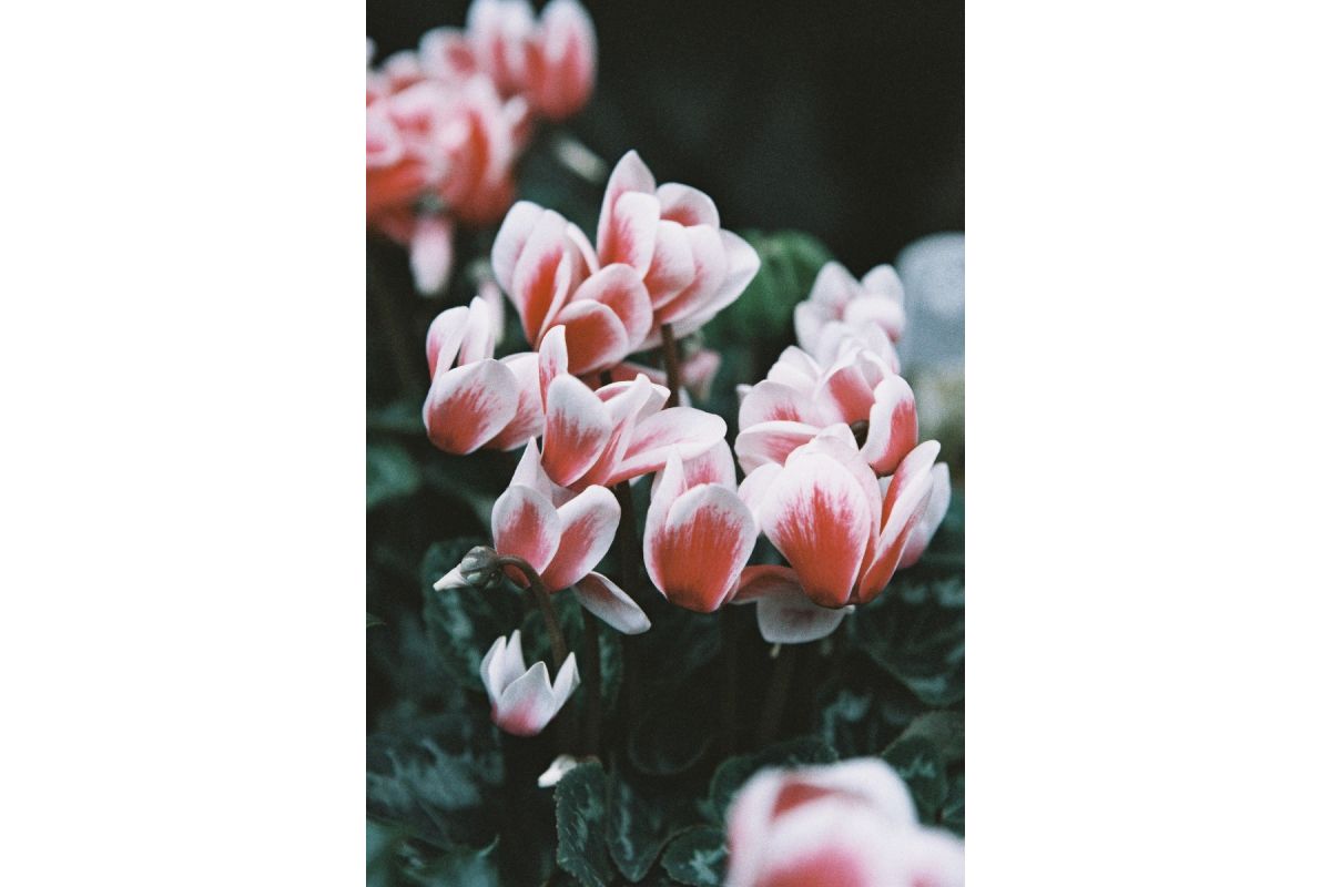 Lomography Color '92 400 120 Film