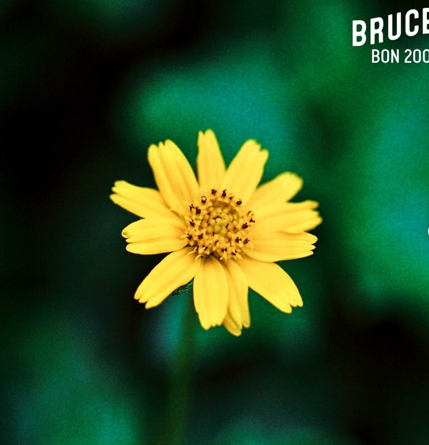 Bruce BON ISO 200 Color 36exp Color Negative Film