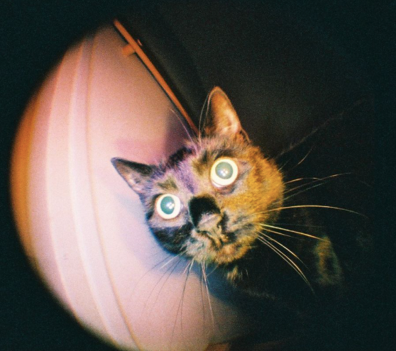 Lomography Fisheye Baby 110 菲林相機