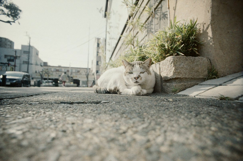Escura Showa ISO 400 Color 30exp Negative Film