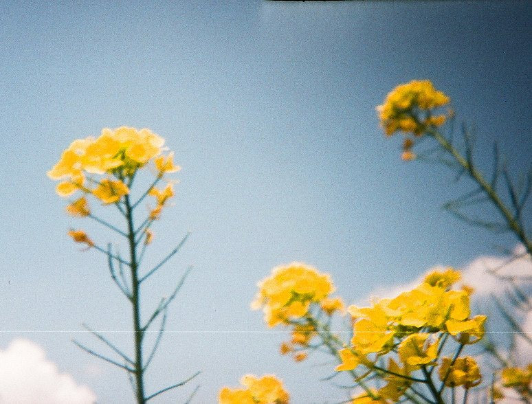 Fujifilm Super G 100 36exp expired film (1997/07)