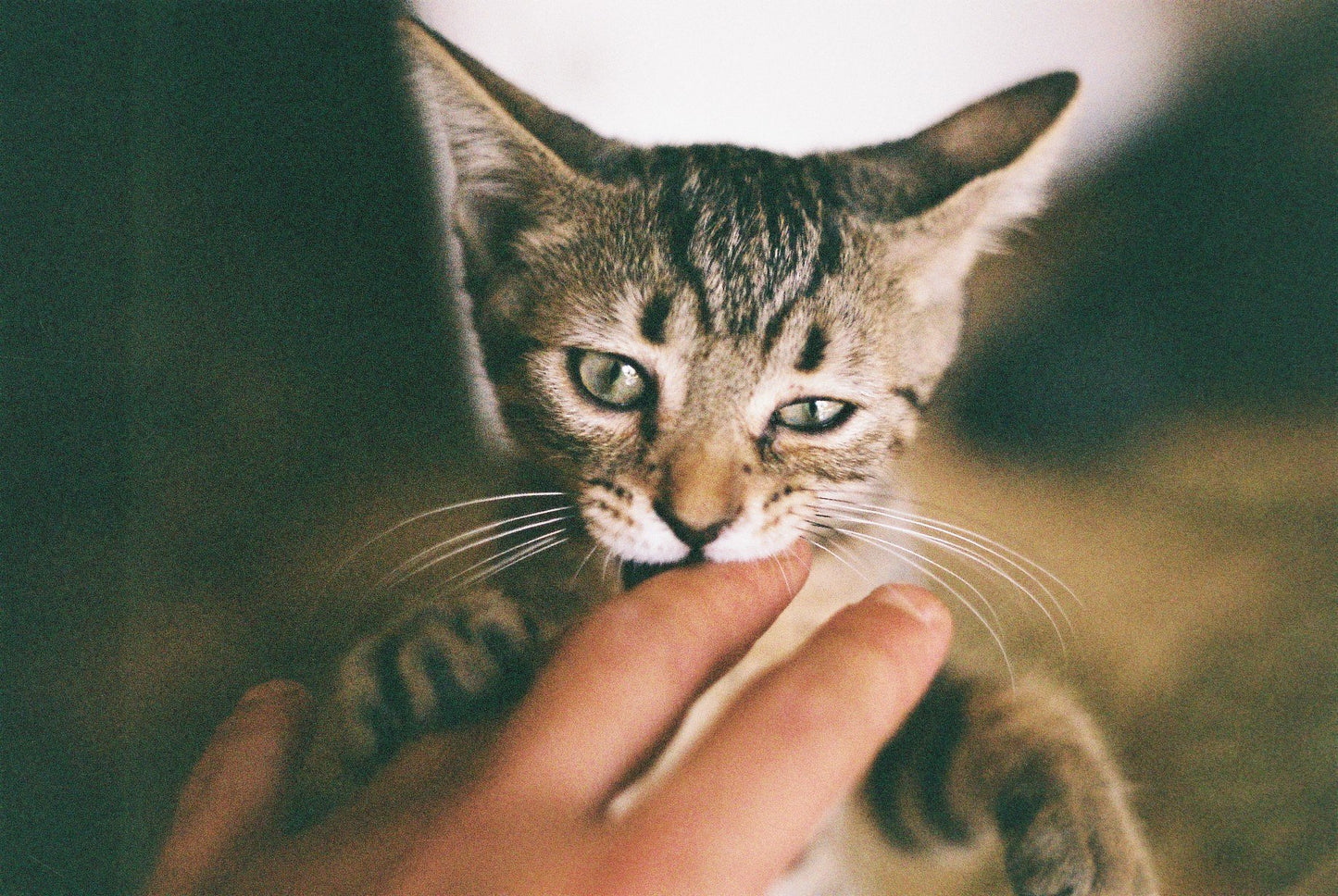 Kodak Gold 200 35mm 36exp Color Film