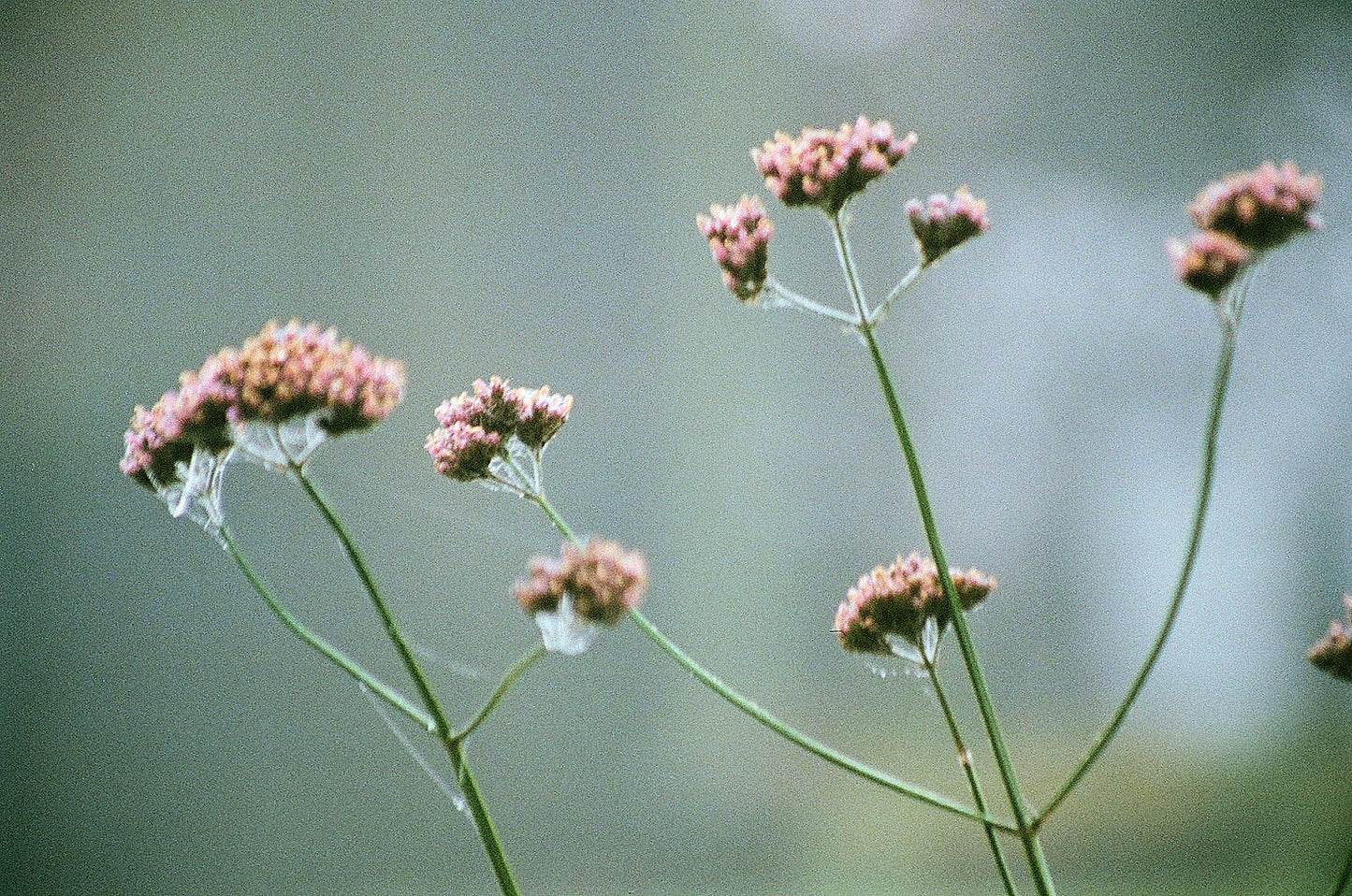 Fujifilm Fujicolor 400 36exp 35mm Color Film (roll)