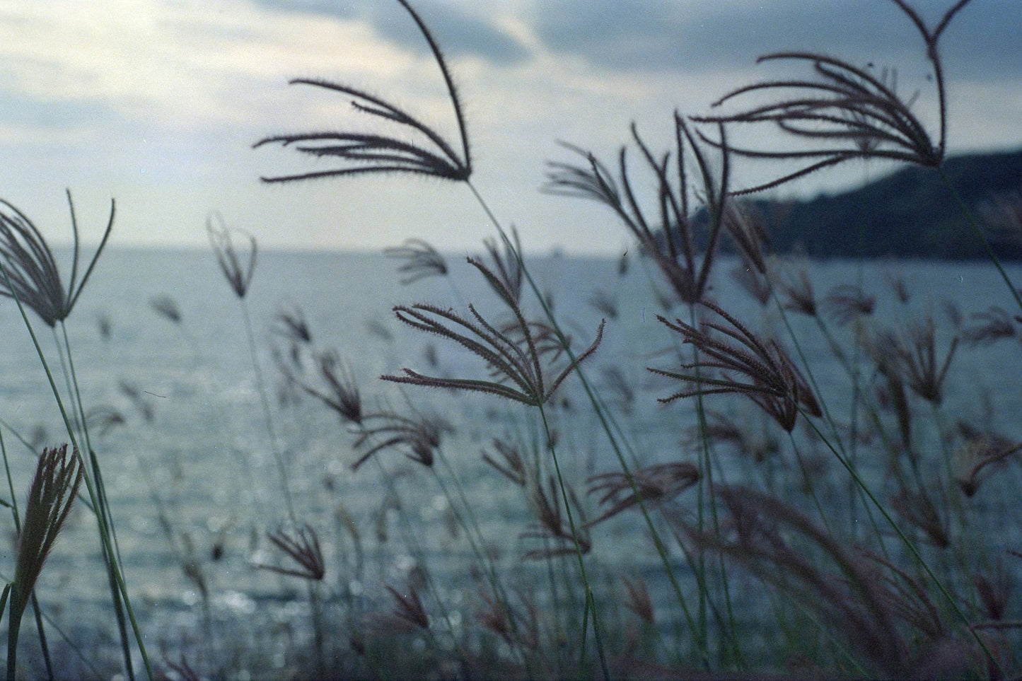 Escura One Piece ISO 500 Cinema expired film 30exp (2023/12)