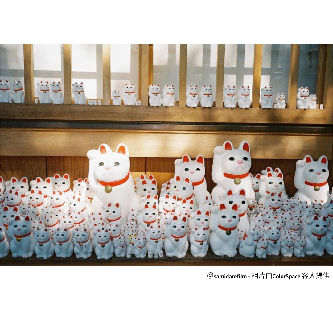 Ninoco 400 35mm Color expired film (2024/05)