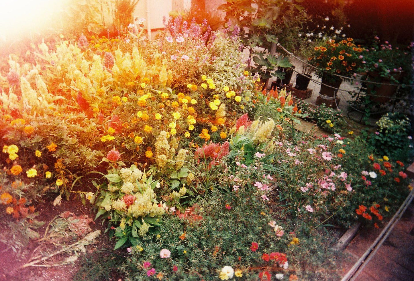 Superheadz LAST CAMERA DIY 35mm Camera