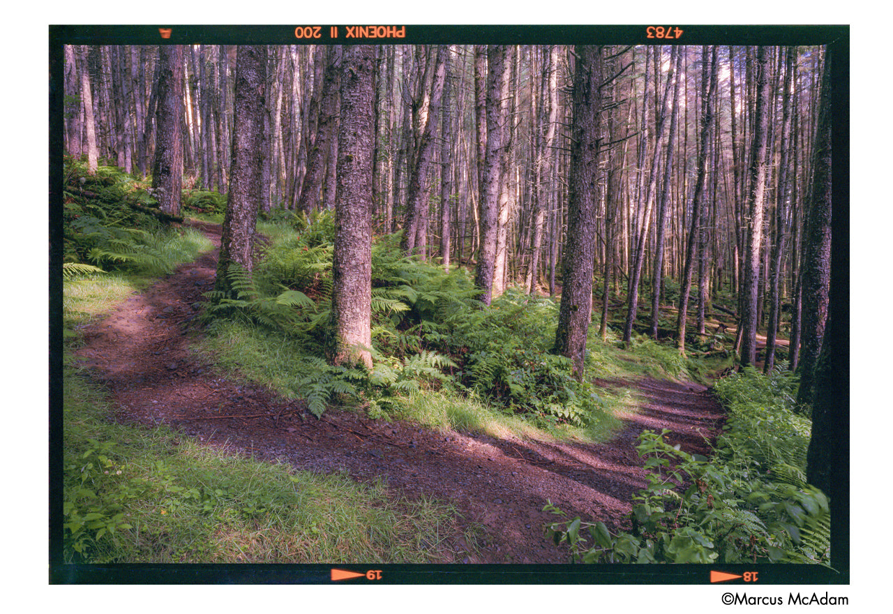 HARMAN Phoenix II 35mm 36exp
