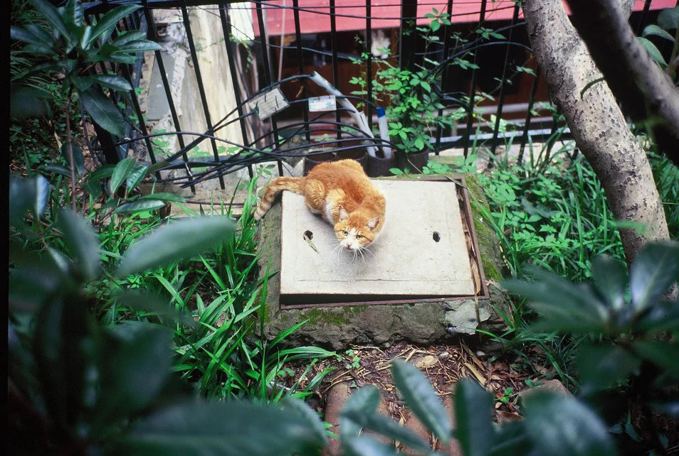 Reflx Lab 100R Color Reversal 35mm Film 36EXP