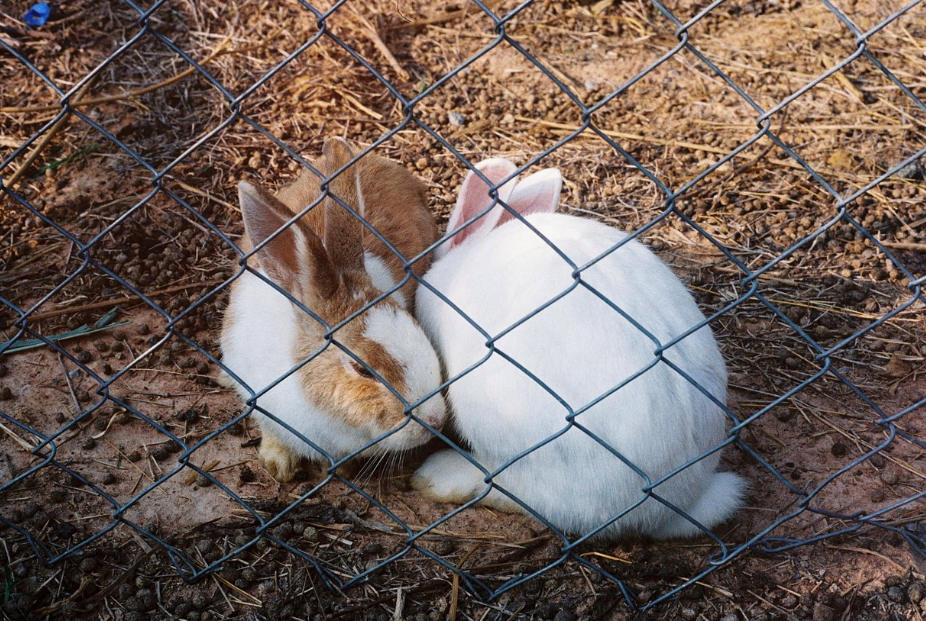 PERUTZ COLOR 400 35mm color negative film