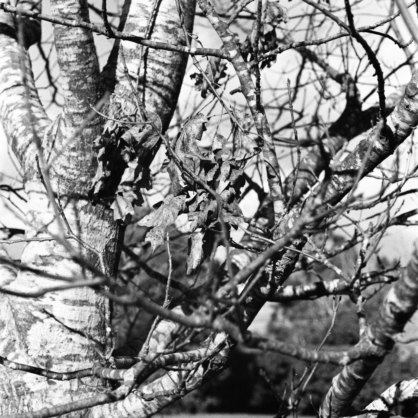 MeaninglessART Slavich 200 Black and White Film