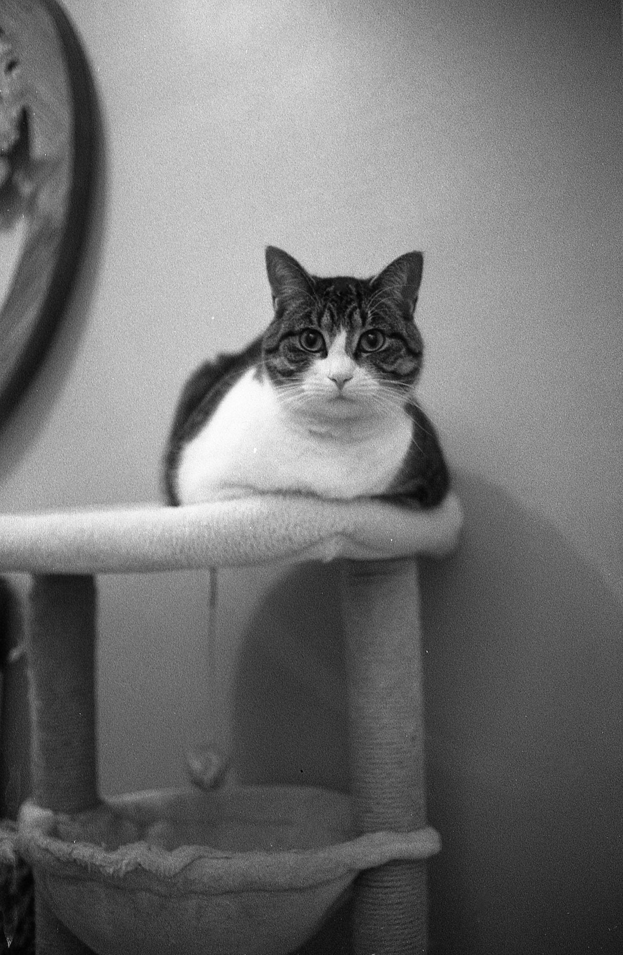 Kentmere Pan 400 35mm B&W Negative Film