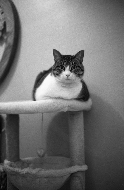 Kentmere Pan 400 35mm B&W Negative Film