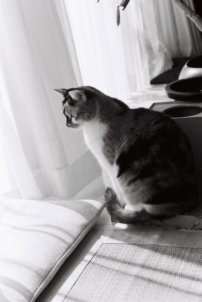 Fujifilm NEOPAN PRESTO 400 24exp Black and White Film