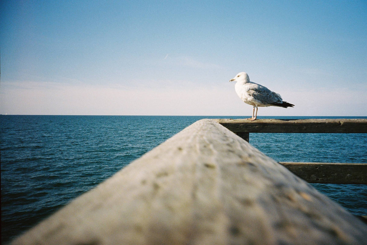 Kodak  PRO 400 / PORTRA 400 120 Color Film