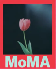 Polaroid Color i-Type Film - MoMA Edition