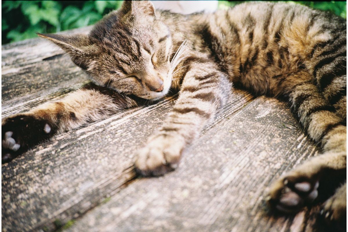 Lomography Lomo MC-A 35mm 菲林相機－黑色版本