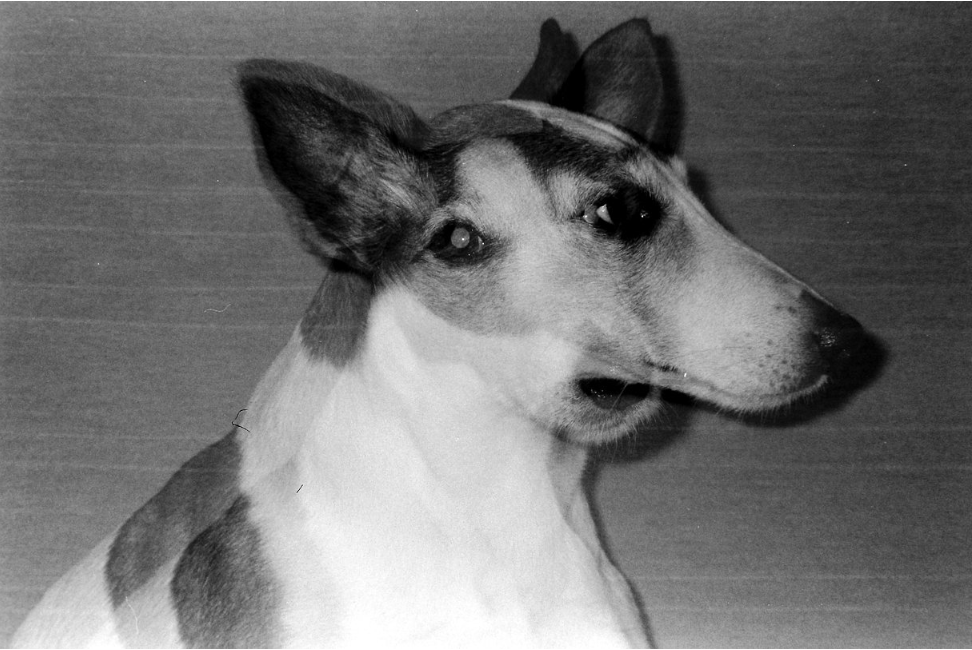 Alien Pan 100 Black and White 35mm Film