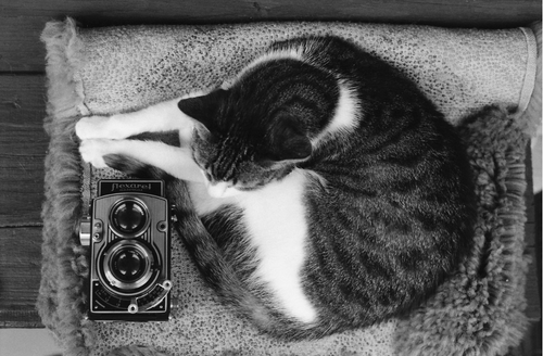 Alien Pan 400 Black and White 35mm Film