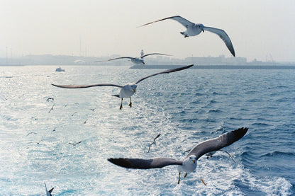 Ninoco 400 35mm Color Film