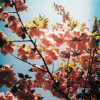 Fujifilm Fujichrome ASTIA 100 36-exposure Color Reversal Expired 35mm Film (1998/06)