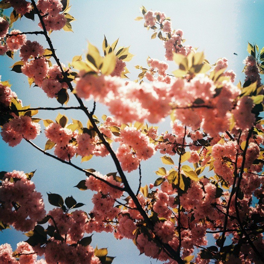 Fujifilm Fujichrome ASTIA 100 36-exposure Color Reversal Expired 35mm Film (1998/06)