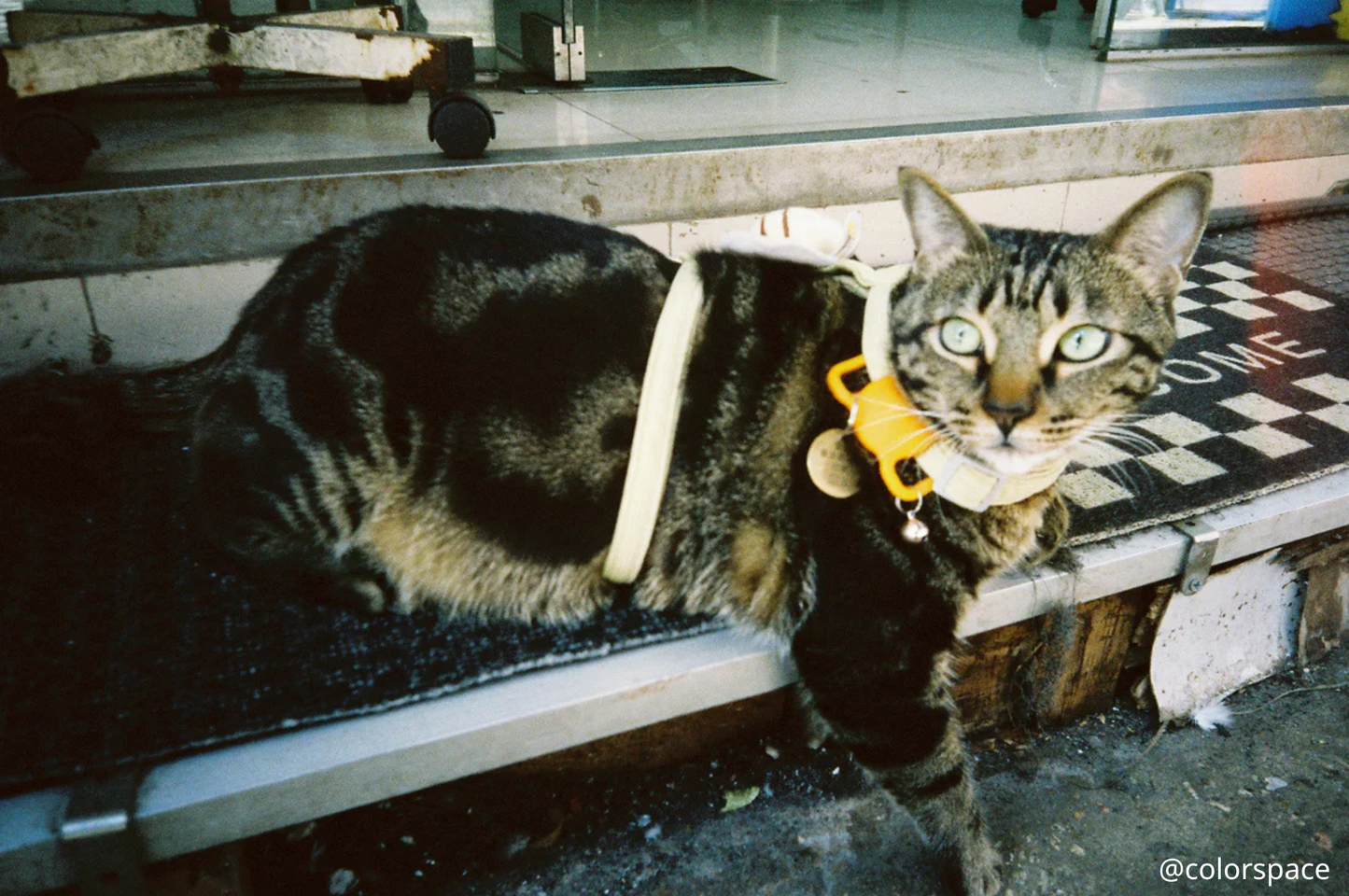 全新推出✨ KODAK Snapic A1 35mm Film Camera