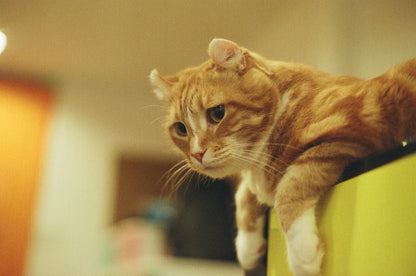 Fujifilm Superia Venus 800 24exp Expired Film (2007/03)