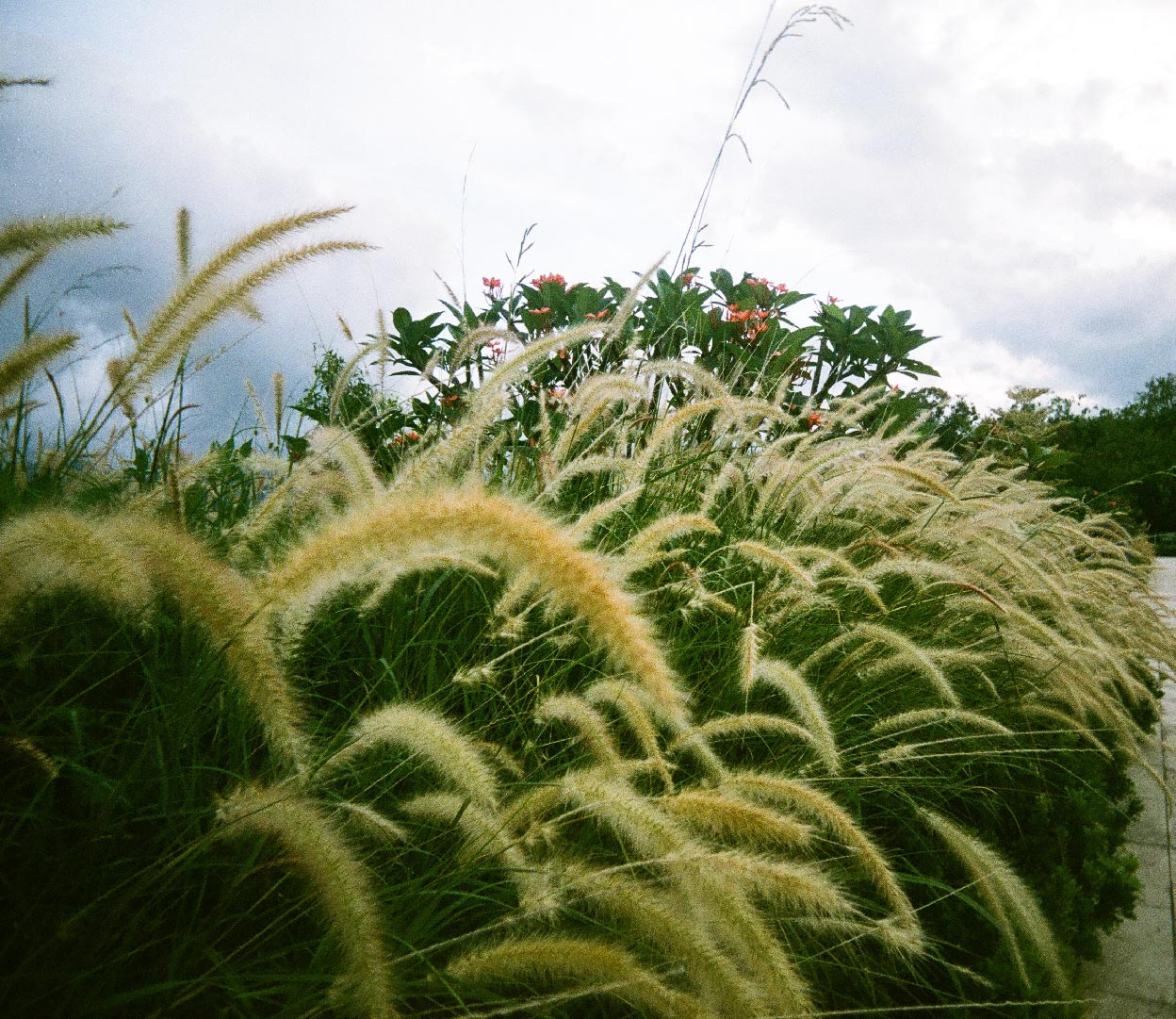 Fujifilm Superia Premium 27exp 35mm expired Color Film