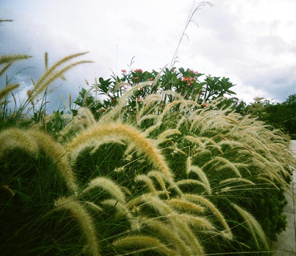 Fujifilm Superia Premium 27exp 35mm expired Color Film