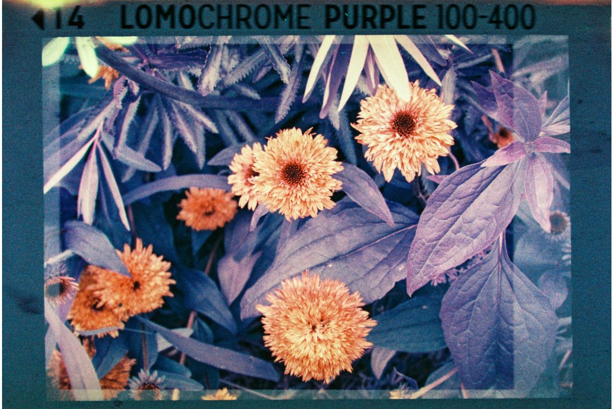 Lomography Analogue Pocket Trio 110 菲林三重奏套裝