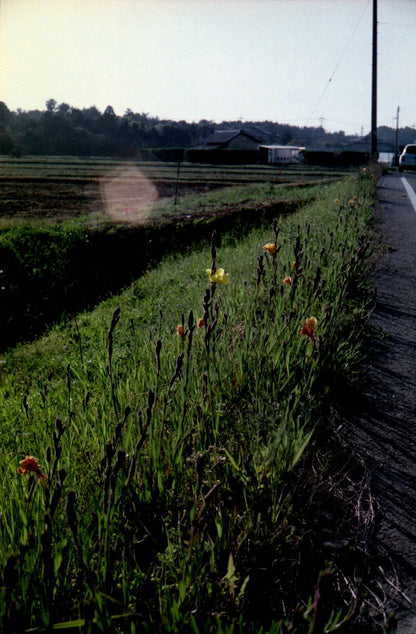 Fujifilm Super G Ace 400 24exp Expired Film（roll)