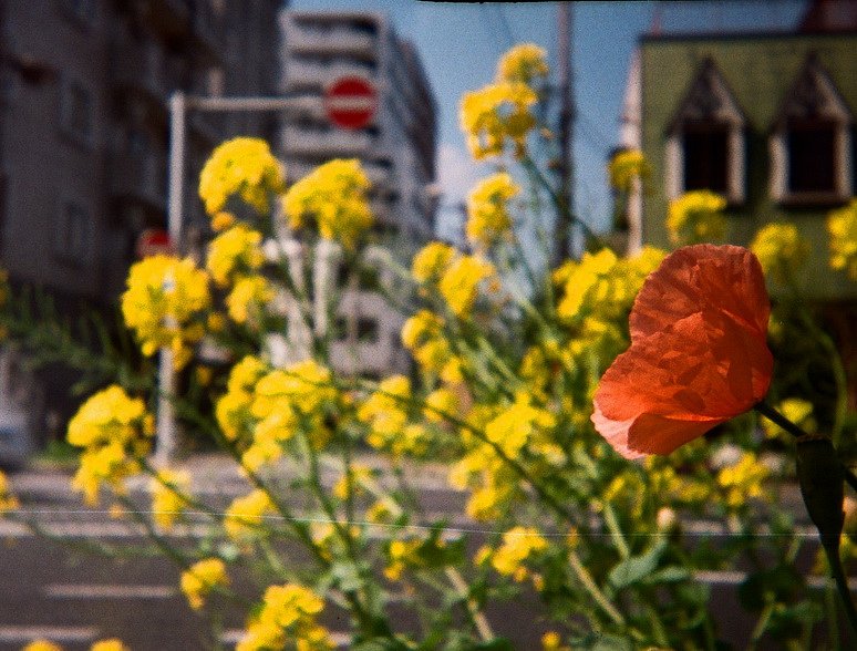 Fujifilm Super G 100 24exp Expired Film