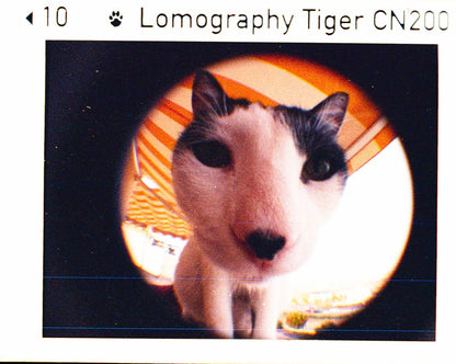 Lomography Fisheye Baby 110 菲林相機