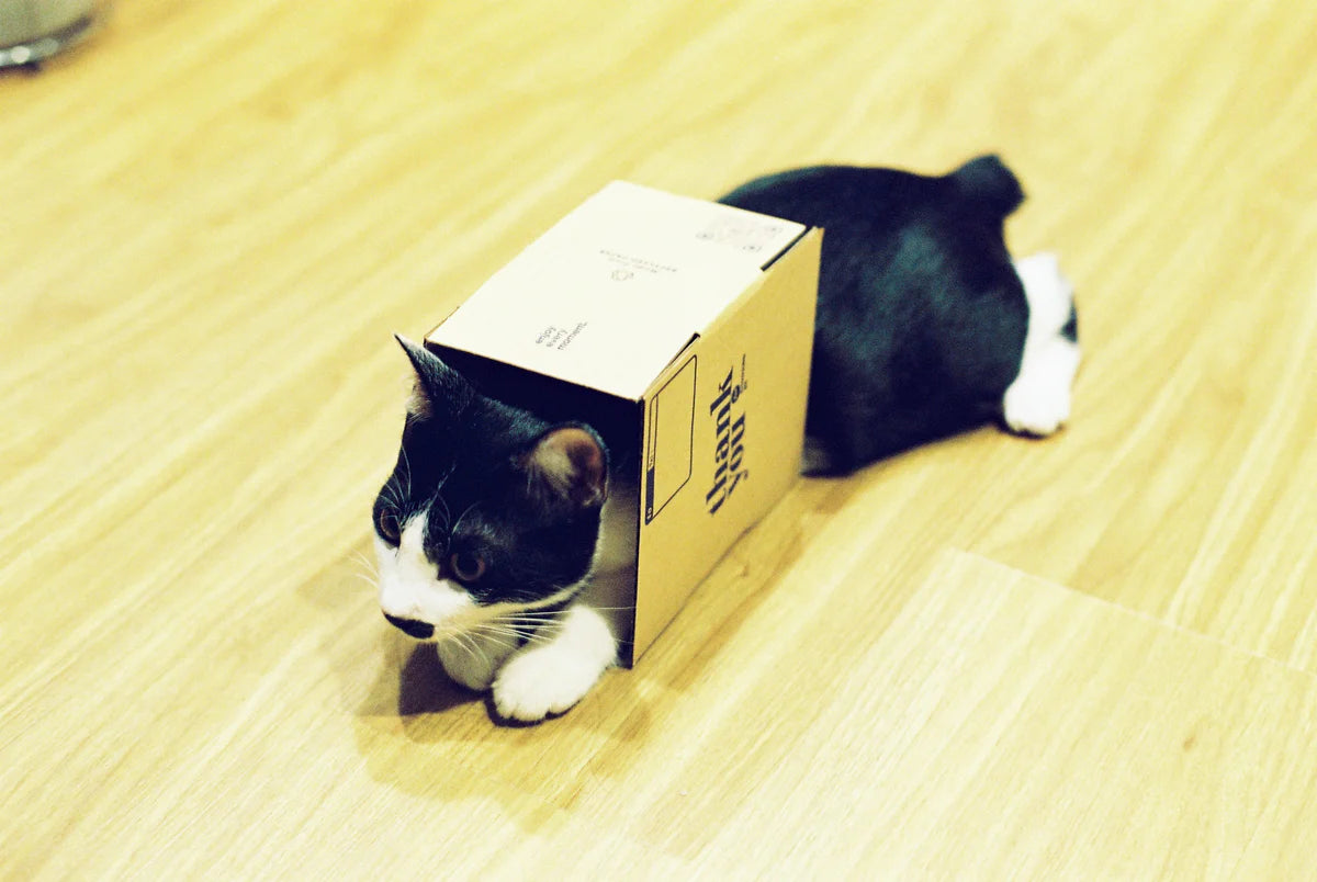 Alien Color Film CN800 Ultimate 36exp 35mm Negative Film