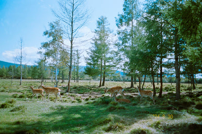 MenainglessART MA-100 Color negative 35mm film