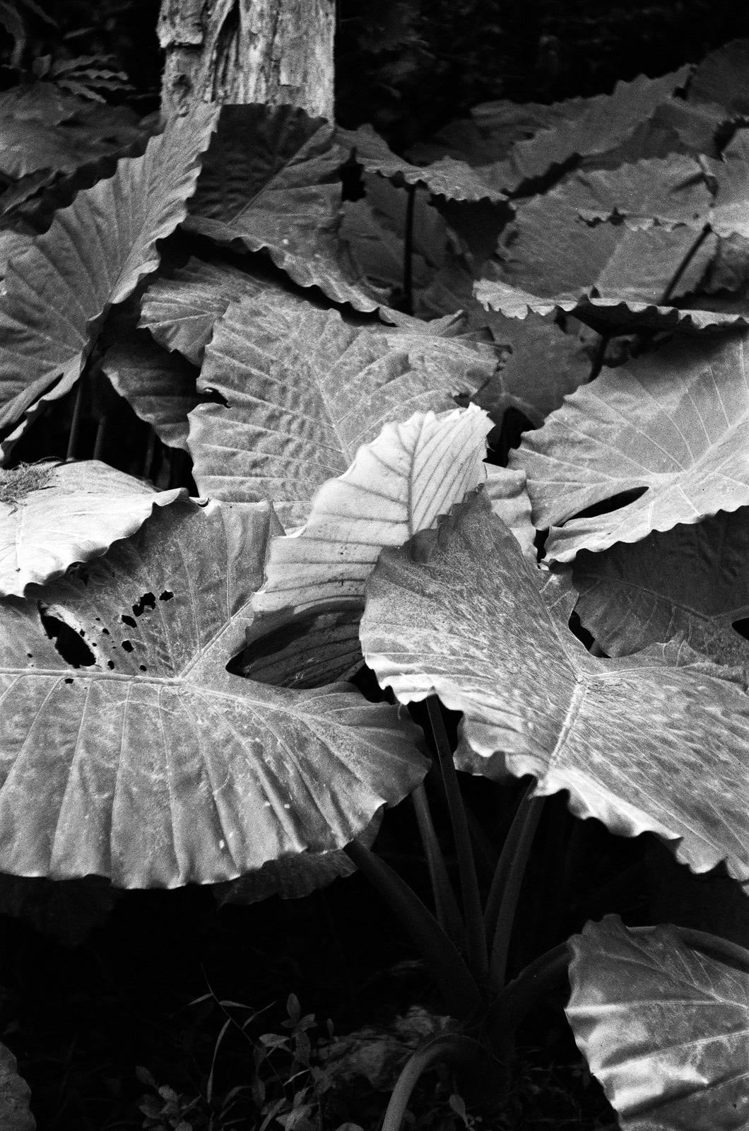 Rollei RPX 400 36exp 35mm B&W Film