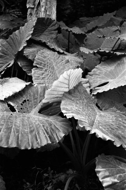 Rollei RPX 400 36exp 35mm B&W Film