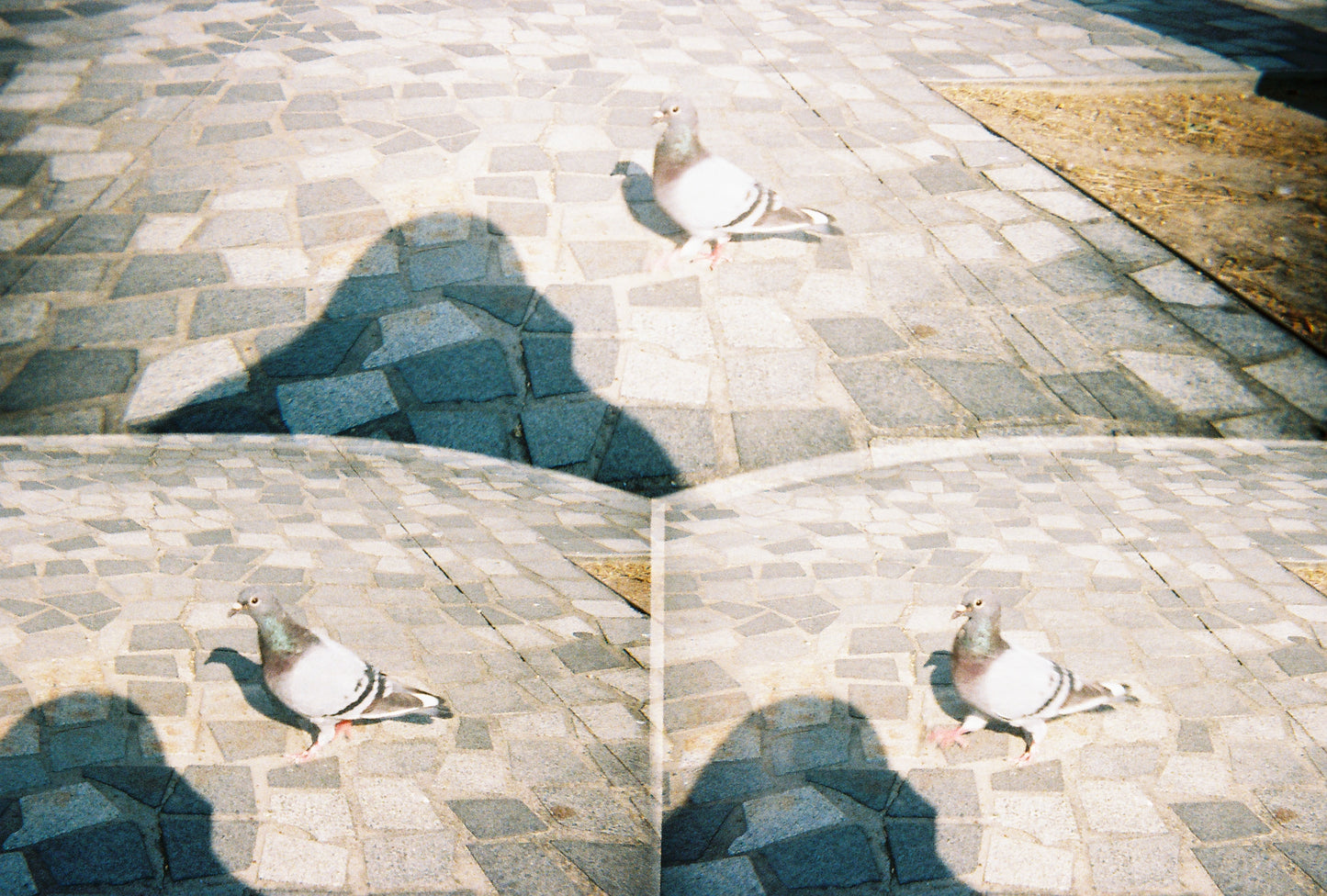 Action3 film camera 三格菲林相機