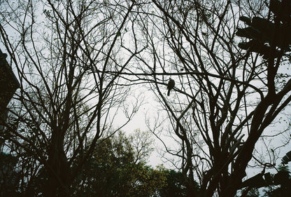 Bruce FOND ISO 400 Color 36exp Color Negative Film
