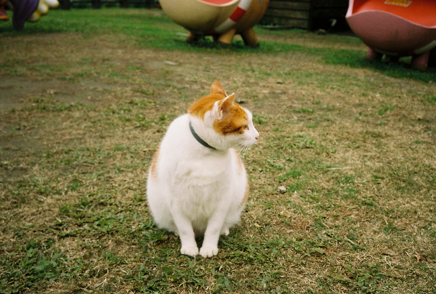 Bruce BON ISO 200 Color 36exp Color Negative Film