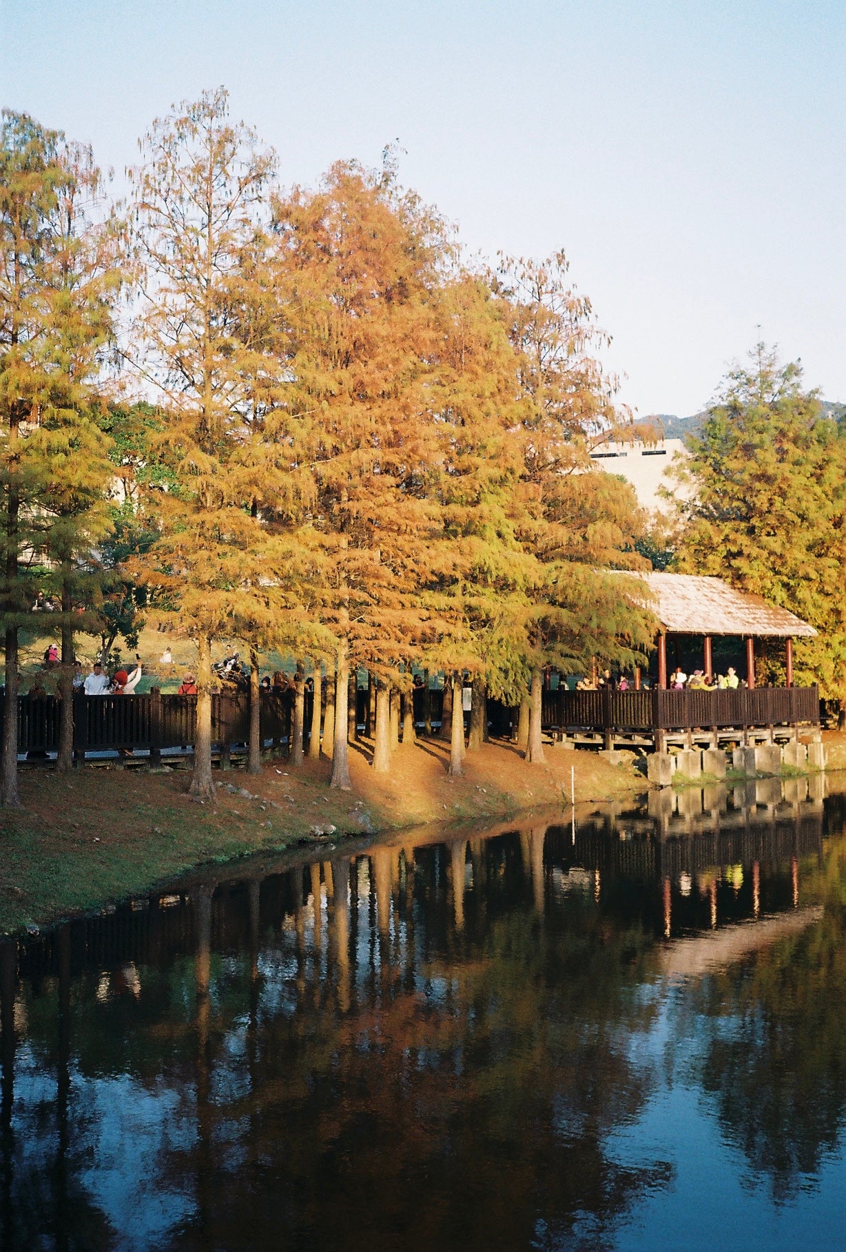 Bruce BON ISO 200 Color 36exp Color Negative Film