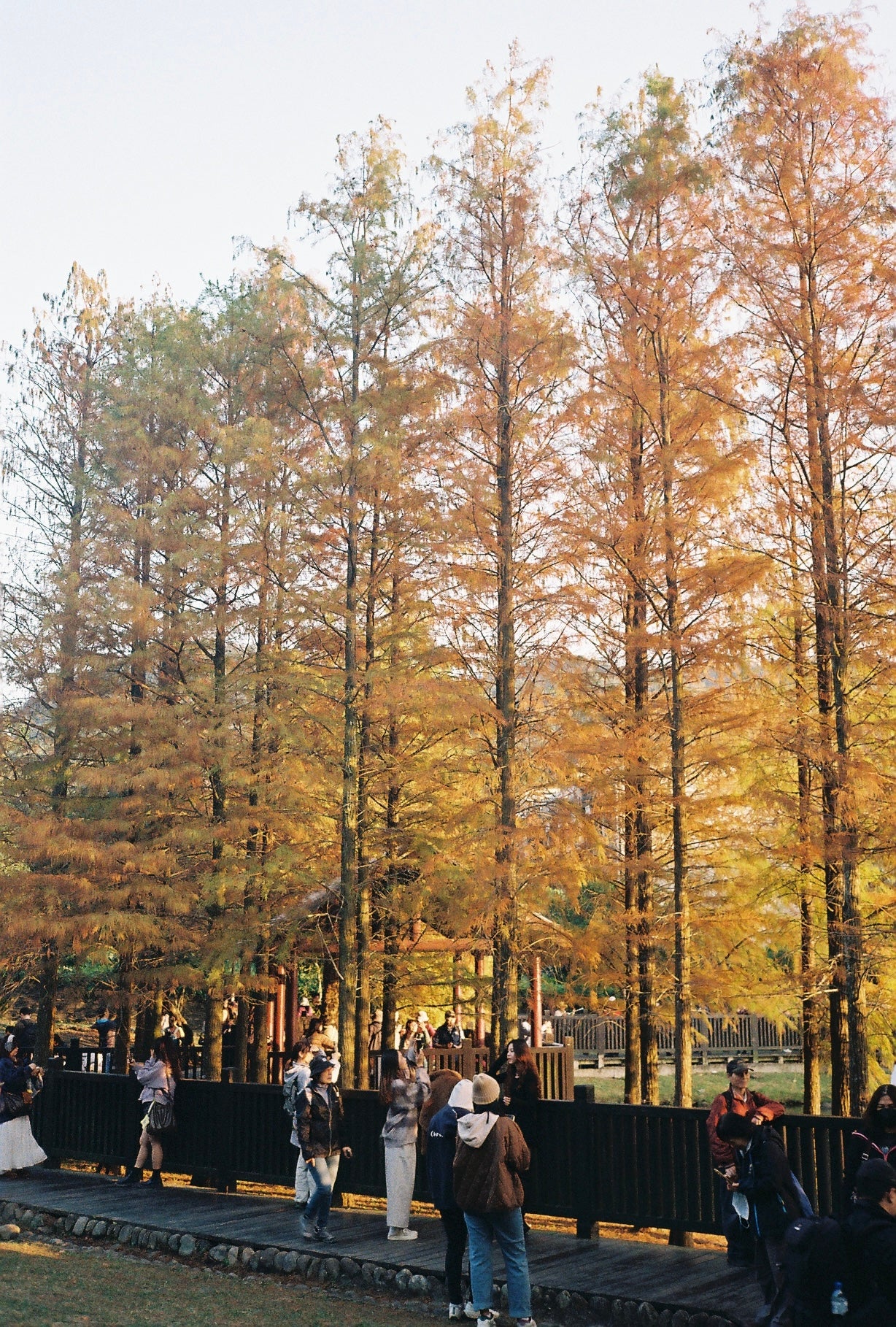 Bruce BON ISO 200 Color 36exp Color Negative Film