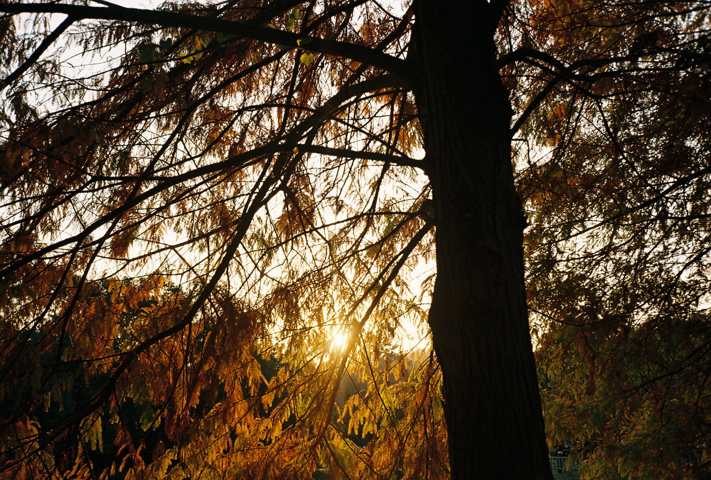 Bruce BON ISO 200 Color 36exp Color Negative Film