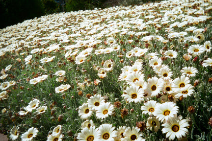 🧊 RETO PANO 35mm Film Camera