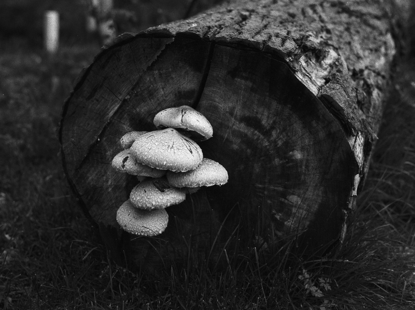 ilford FP4 Plus 125 35mm Black and White Film